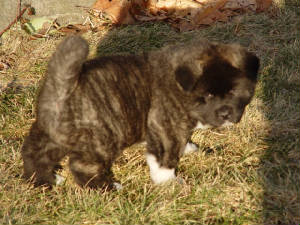 renoxtoshipuppies5wksmale2.jpg
