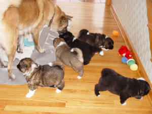 sedonaxfloydpuppies4wksgang.jpg