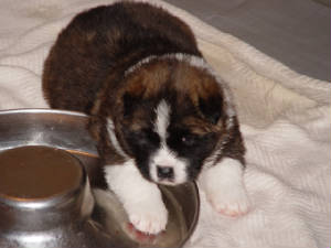 sedonaxfloydpuppies4wkslcmale.jpg