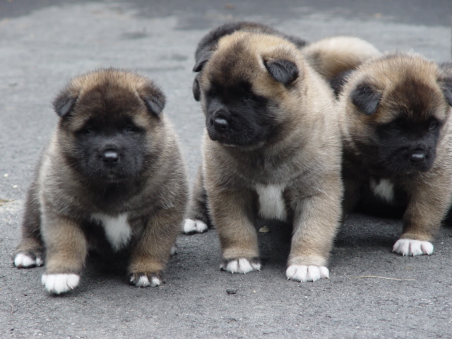 sedonaxraidenpuppies4wks3.jpg