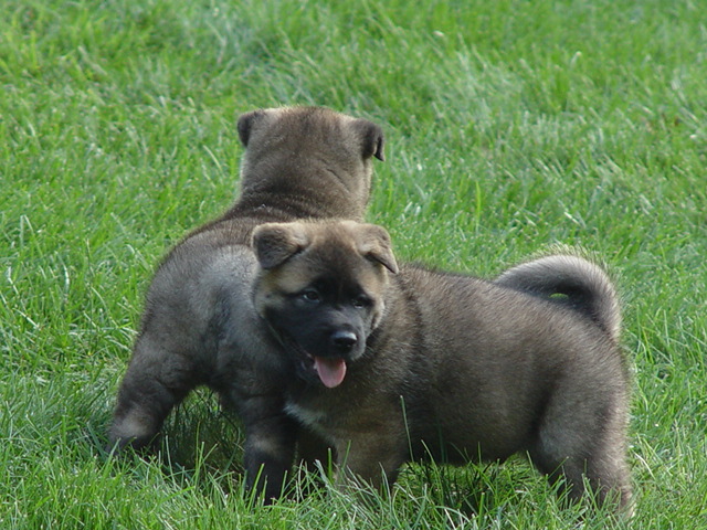 sedonaxraidenpuppies6wks.jpg