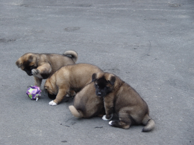 sedonaxraidenpuppies6wksplaying.jpg